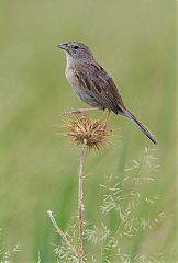 Botteri's Sparrow